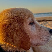 Baloo participe au concours pour gagner de l'argent avec cette photo : dog, golden_retriever, pet, animal, canine, fluffy_fur, long_ears, profile, snout, nose, eye, beach, ocean, sea, shoreline, sand, sunset, golden_hour, outdoor, portrait