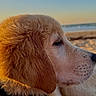 dog, golden_retriever, pet, animal, canine, fluffy_fur, long_ears, profile, snout, nose, eye, beach, ocean, sea, shoreline, sand, sunset, golden_hour, outdoor, portrait