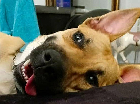 Jaxx is registered to the contest to win money with this photo: australian_cattle_dog, canidae, carnivore, collar, comfort, companion_dog, dog, dog_breed, dog_supply, ear, fawn, fur, non_sporting_group, photography, puppy, selfie, sporting_group, whiskers, working_animal, working_dog