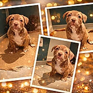 Kali participe au concours pour gagner de l'argent avec cette photo : puppy, dog, brown_dog, white_chest, cute, collage, portrait, indoor, carpet, tile_floor, bokeh, lights, decorative, animal, pet, sitting, young_dog, adorable, photo_frame, background