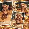 puppy, dog, brown_dog, white_chest, cute, collage, portrait, indoor, carpet, tile_floor, bokeh, lights, decorative, animal, pet, sitting, young_dog, adorable, photo_frame, background
