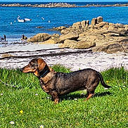 Ivana a rejoint le concours — aidez-le/la à gagner de superbes lots ! dog, dachshund, grass, flowers, beach, rocks, sea, water, boats, people, sky, outdoor, daytime, nature, shoreline, sand, animals, pets, walking, vacation