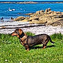 dog, dachshund, grass, flowers, beach, rocks, sea, water, boats, people, sky, outdoor, daytime, nature, shoreline, sand, animals, pets, walking, vacation