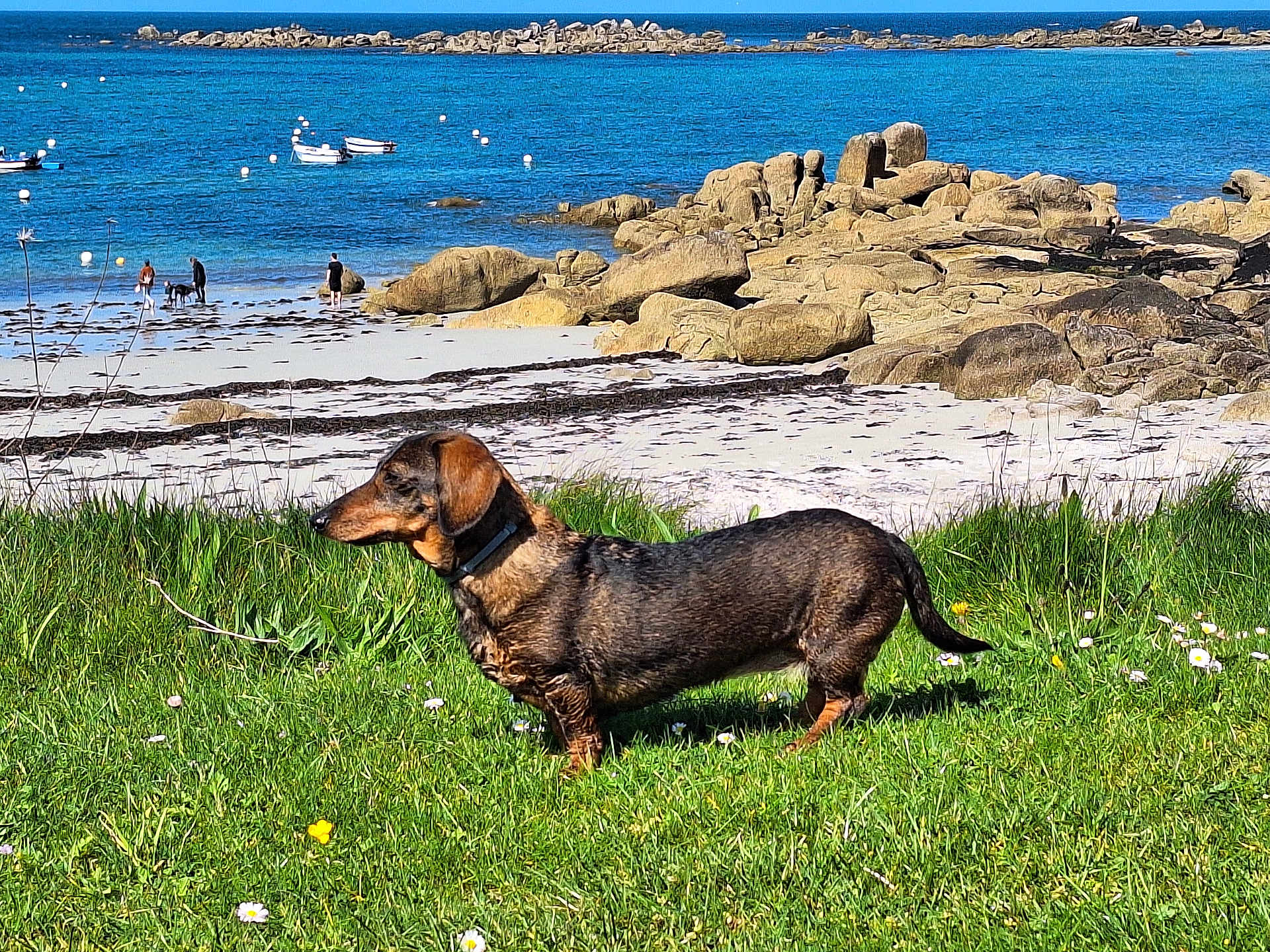 Ivana a rejoint le concours — aidez-le/la à gagner de superbes lots ! dog, dachshund, grass, flowers, beach, rocks, sea, water, boats, people, sky, outdoor, daytime, nature, shoreline, sand, animals, pets, walking, vacation
