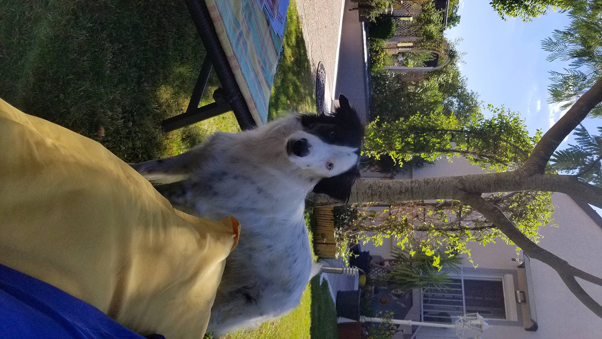Pearl participe au concours pour gagner de l'argent avec cette photo : building, carnivore, companion_dog, dog, dog_breed, fawn, felidae, fur, grass, marsupial, plant, sky, snout, tail, terrestrial_animal, tree, twig, whiskers, window, wood