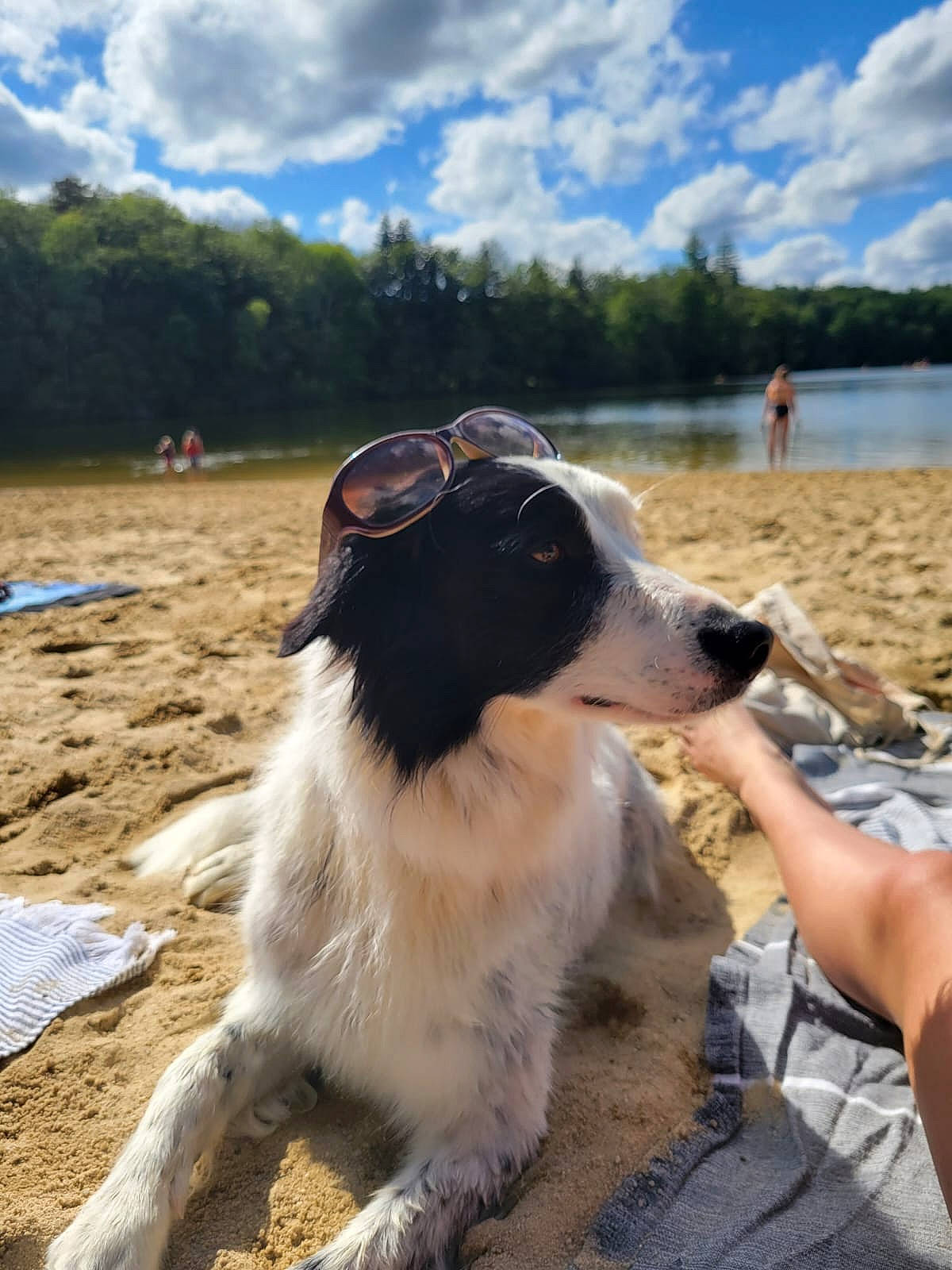 Pearl a rejoint le concours — aidez-le/la à gagner de superbes lots ! beach, canidae, carnivore, cloud, companion_dog, dog, dog_breed, eyewear, fur, lake, landscape, leisure, plant, sky, snout, sporting_group, tail, tree, water, working_animal