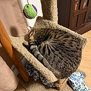 Evo joined the competition — help win amazing prizes! animal, blanket, carpet, cat, cat_tree, cozy, curled_up, domestic_cat, feline, floor, fur, home, indoor, pet, resting, sleeping, striped, tabby_cat, toy_ball, wooden_cabinet
