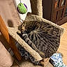 cat, tabby_cat, sleeping, cat_tree, carpet, toy_ball, indoor, wooden_cabinet, floor, curled_up, pet, feline, domestic_cat, cozy, resting, striped, fur, animal, home, blanket