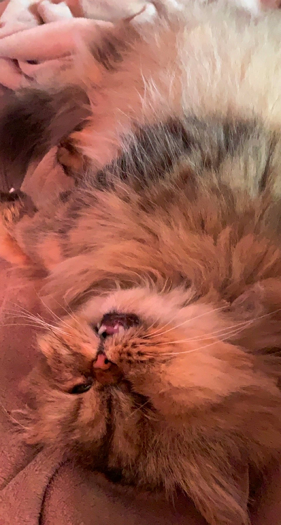 Loulou a rejoint le concours — aidez-le/la à gagner de superbes lots ! big_cats, carnivore, close_up, fawn, feather, felidae, fur, grass, pattern, paw, peach, plant, small_to_medium_sized_cats, snout, tail, terrestrial_animal, whiskers, wildlife, wing, wood