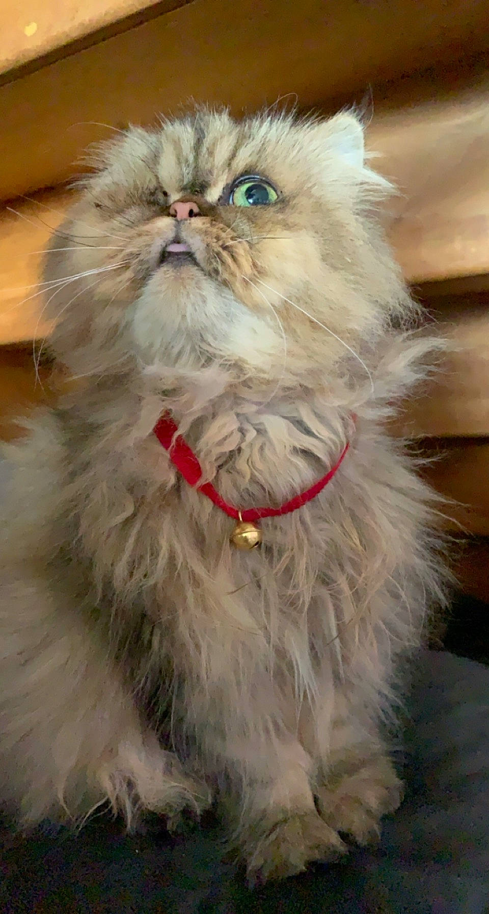 Loulou participe au concours pour gagner de l'argent avec cette photo : british_longhair, carnivore, cat, event, fawn, felidae, fruit, fur, grass, iris, natural_material, persian, plant, ragdoll, sitting, small_to_medium_sized_cats, snout, tail, terrestrial_animal, whiskers