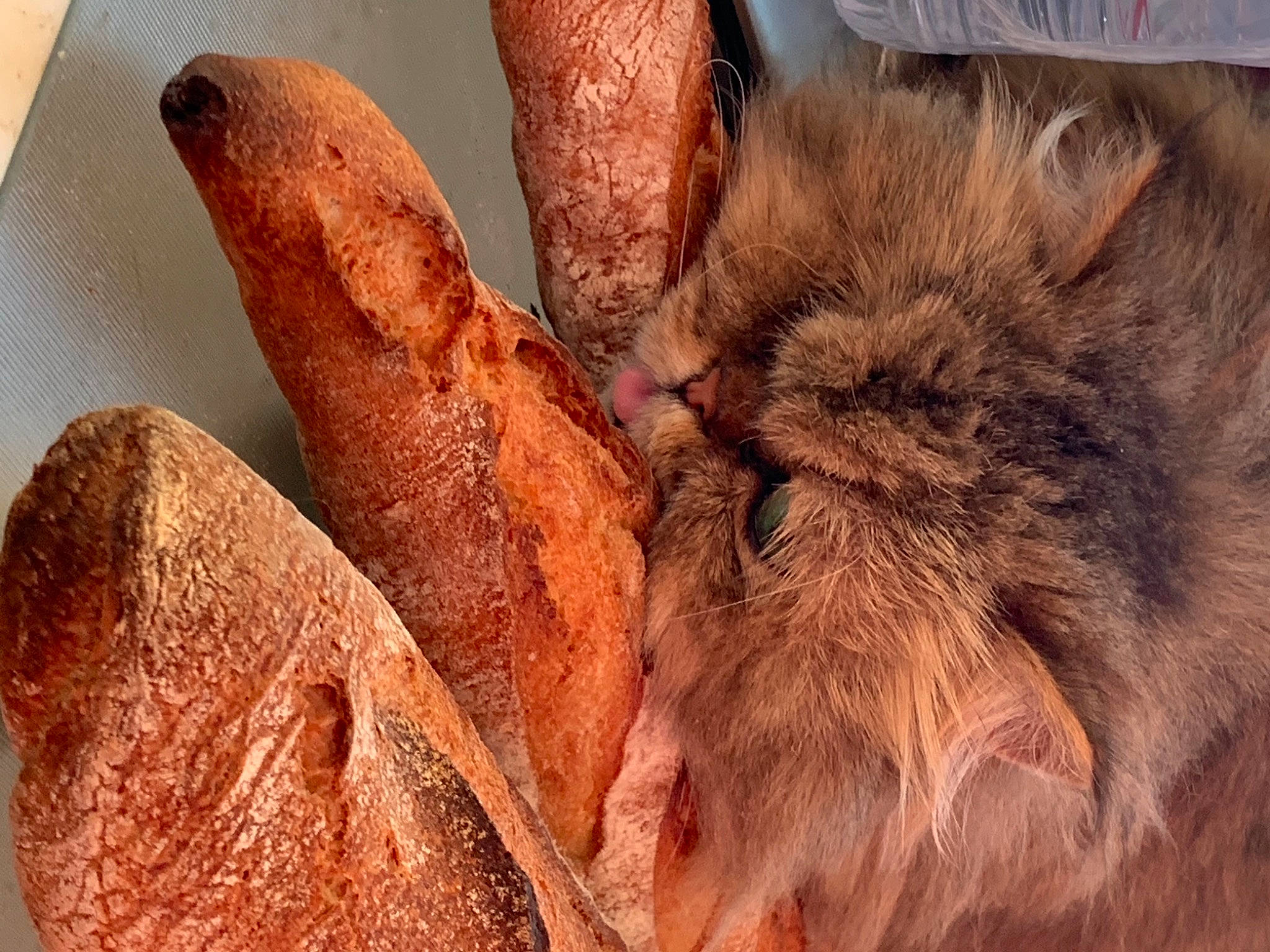 Loulou participe au concours pour gagner de l'argent avec cette photo : claw, cuisine, dish, felidae, food, foot, fur, human_leg, ingredient, meat, paw, peach, produce, recipe, small_to_medium_sized_cats, snout, terrestrial_animal, whiskers, wood, wrinkle