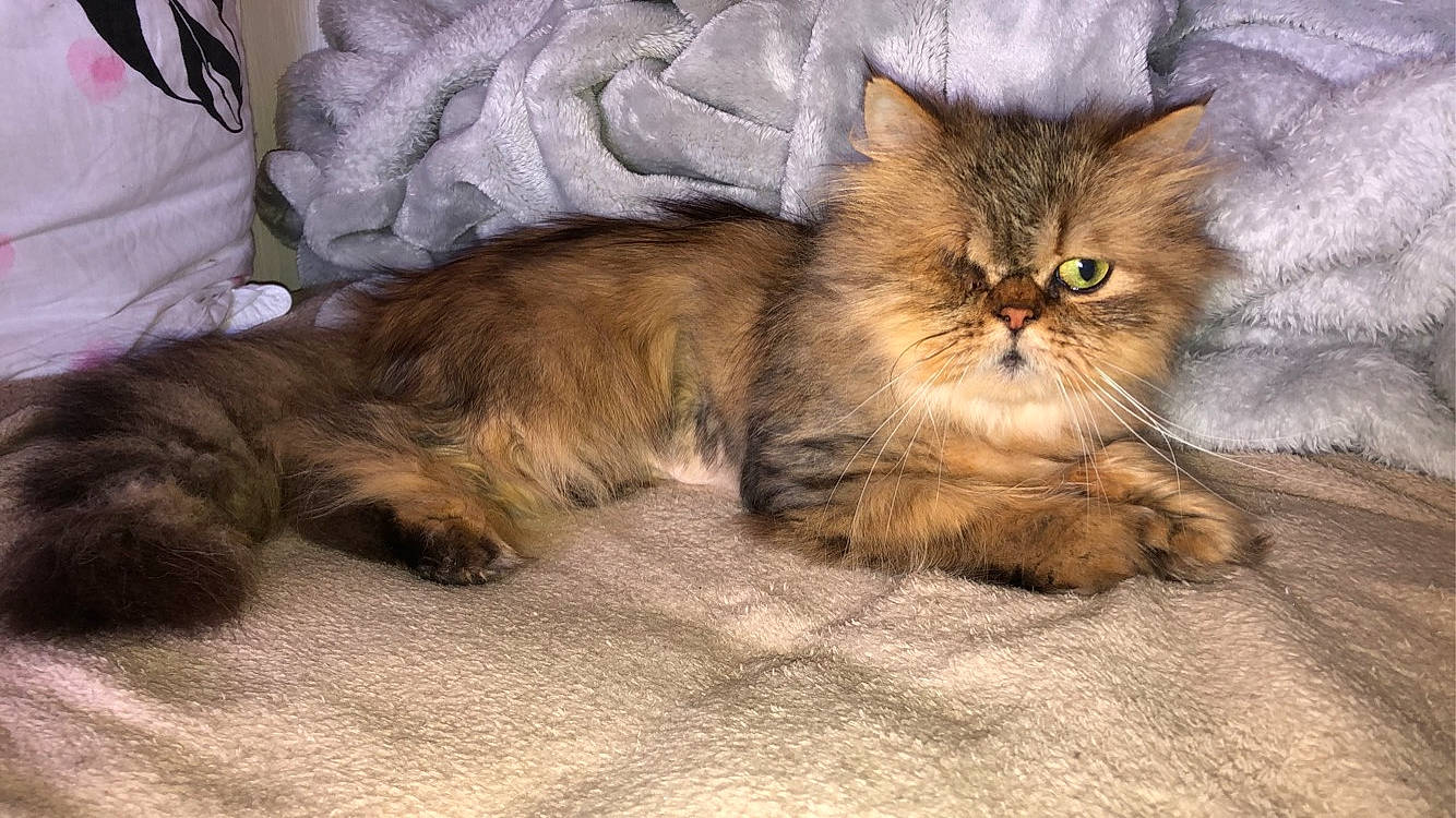 Loulou participe au concours pour gagner de l'argent avec cette photo : british_longhair, carnivore, cat, claw, comfort, domestic_short_haired_cat, eye, fawn, felidae, fur, paw, persian, plant, sitting, small_to_medium_sized_cats, snout, tail, terrestrial_animal, whiskers, wood