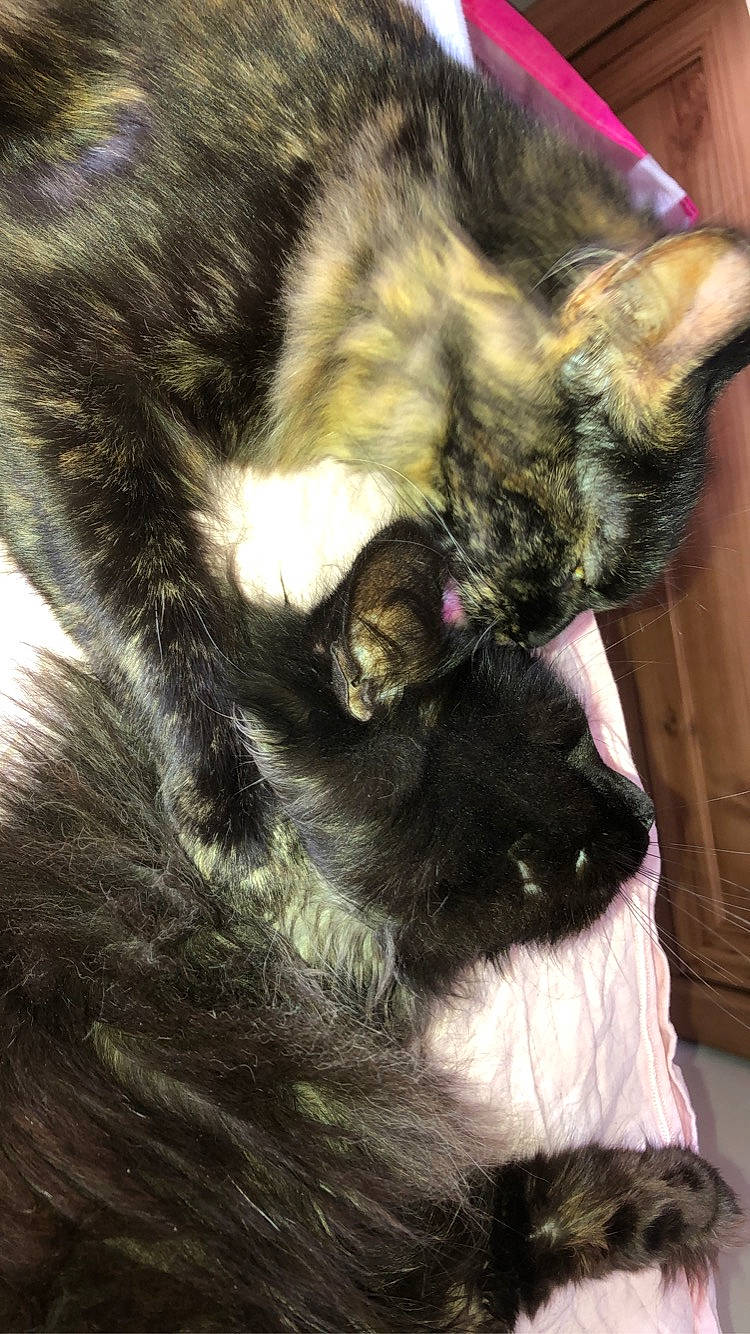 Bébé Chaton a rejoint le concours — aidez-le/la à gagner de superbes lots ! carnivore, cat, ear, european_shorthair, felidae, fur, kitten, norwegian_forest_cat, paw, small_to_medium_sized_cats, snout, tail, whiskers