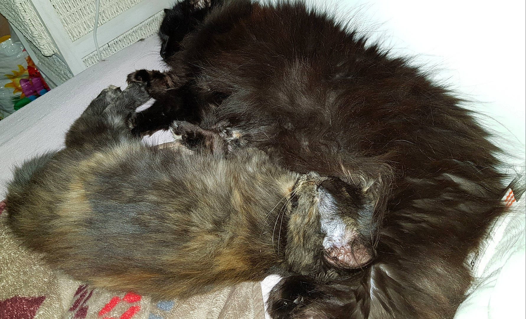 Bébé Chaton a rejoint le concours — aidez-le/la à gagner de superbes lots ! canidae, carnivore, cat, dog, dog_breed, felidae, fur, small_to_medium_sized_cats, tail