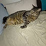 Shazam a rejoint le concours — aidez-le/la à gagner de superbes lots ! cat, tabby_cat, pet, indoor, bed, pillow, blanket, feline, striped, resting, animal, domestic, fur, whiskers, relaxed, comfortable, sleepy, mammal, cute, cozy