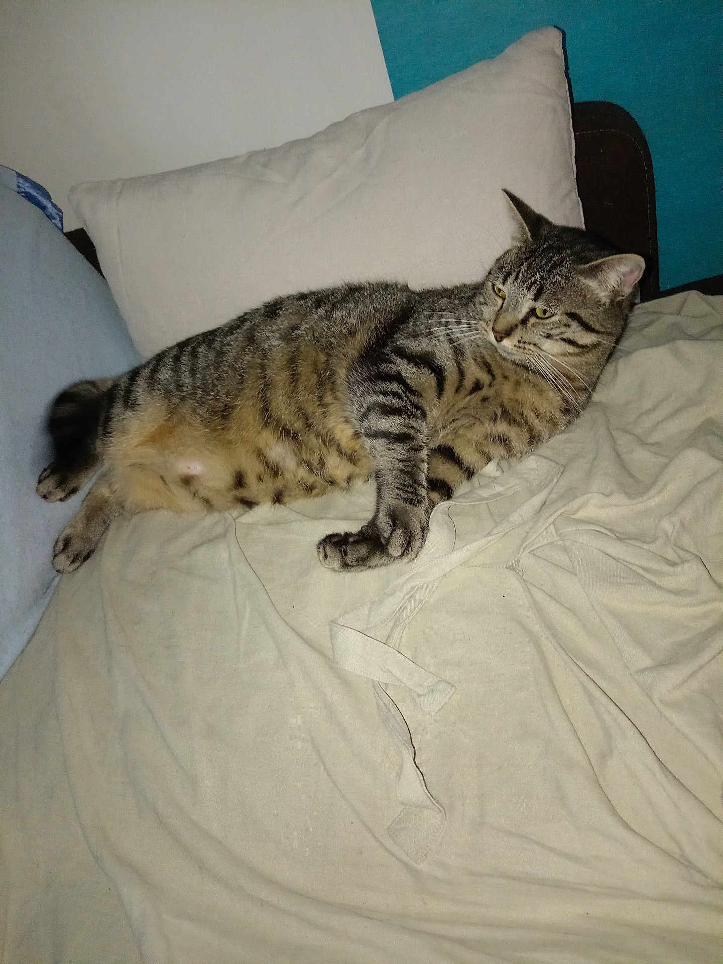 Shazam a rejoint le concours — aidez-le/la à gagner de superbes lots ! cat, tabby_cat, pet, indoor, bed, pillow, blanket, feline, striped, resting, animal, domestic, fur, whiskers, relaxed, comfortable, sleepy, mammal, cute, cozy