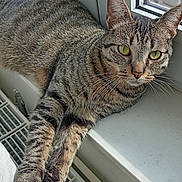 Shazam participe au concours pour gagner de l'argent avec cette photo : cat, tabby, pet, animal, feline, window, windowsill, radiator, sunlight, stretching, paw, fur, whiskers, green_eyes, domestic, indoor, resting, closeup, striped, cute
