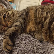 Cachou participe au concours pour gagner de l'argent avec cette photo : cat, tabby, feline, pet, sleepy, relaxed, fluffy_blanket, indoor, cozy, fur, paw, striped, whiskers, resting, domestic_animal, closeup, laying_down, soft_texture, home, blanket