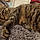 Cachou
