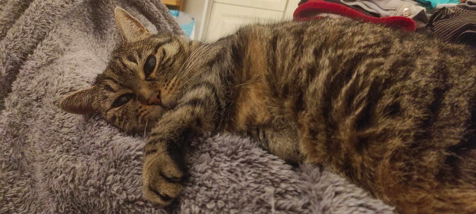 Cachou