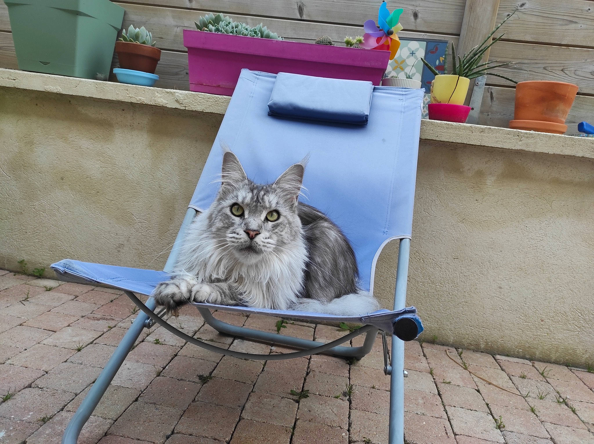 Roro participe au concours pour gagner de l'argent avec cette photo : carnivore, cat, domestic_short_haired_cat, door, fawn, felidae, flooring, flowerpot, grey, houseplant, plant, road_surface, sidewalk, small_to_medium_sized_cats, tail, vehicle, water, whiskers, window, wood
