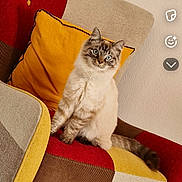 Requin a rejoint le concours — aidez-le/la à gagner de superbes lots ! blue_eyes, cat, chair, colorful, cushion, cute, domestic_animal, fluffy, fur, furniture, home, indoor, looking_at_camera, mammal, pet, relaxed, sitting, striped, tail, whiskers