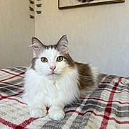 Merlin participe au concours pour gagner de l'argent avec cette photo : animal, bedroom, brown_cat, calm, cat, cozy, cute, decor, domestic_cat, feline, fluffy, indoor, looking_at_camera, painting, pet, plaid_blanket, portrait, resting, wall_art, white_cat