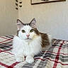animal, bedroom, brown_cat, calm, cat, cozy, cute, decor, domestic_cat, feline, fluffy, indoor, looking_at_camera, painting, pet, plaid_blanket, portrait, resting, wall_art, white_cat