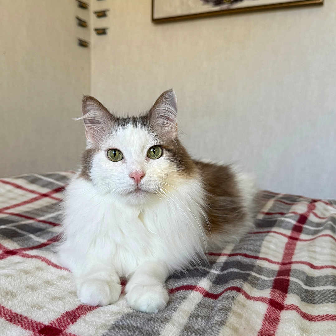 Merlin