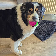 Owen a rejoint le concours — aidez-le/la à gagner de superbes lots ! dog, toy, indoor, wooden_floor, blanket, radiator, black_fur, white_fur, tan_fur, pet, playing, animal, domestic, floor, standing, household, fur, cute, companion, chew_toy