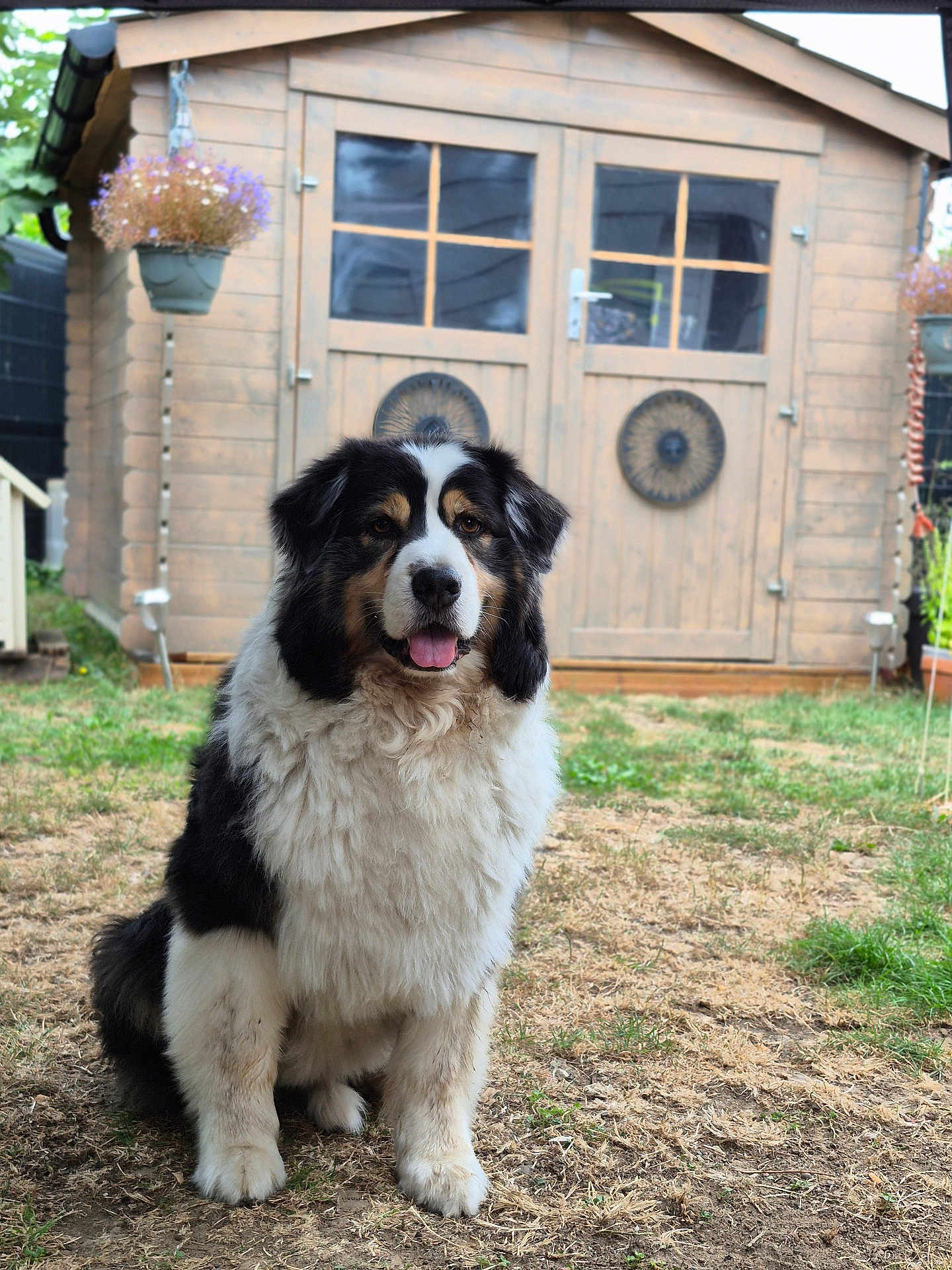 Owen participe au concours pour gagner de l'argent avec cette photo : dog, outdoor, garden, grass, wooden_shed, flower_pot, decorative, pet, animal, sitting, happy, fur, tongue_out, backyard, nature, daylight, canine, portrait, cute, playful