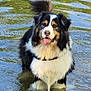 Owen a rejoint le concours — aidez-le/la à gagner de superbes lots ! dog, water, animal, outdoor, nature, reflection, tongue_out, happy, fur, black_and_white, playful, wet, canine, summer, lake, pet, standing, tail, ears, daylight