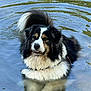 dog, water, outdoor, animal, fur, black_and_white, reflection, ripples, canine, relaxing, nature, wet, pond, pet, mammal, summer, calm, playful, closeup, portrait