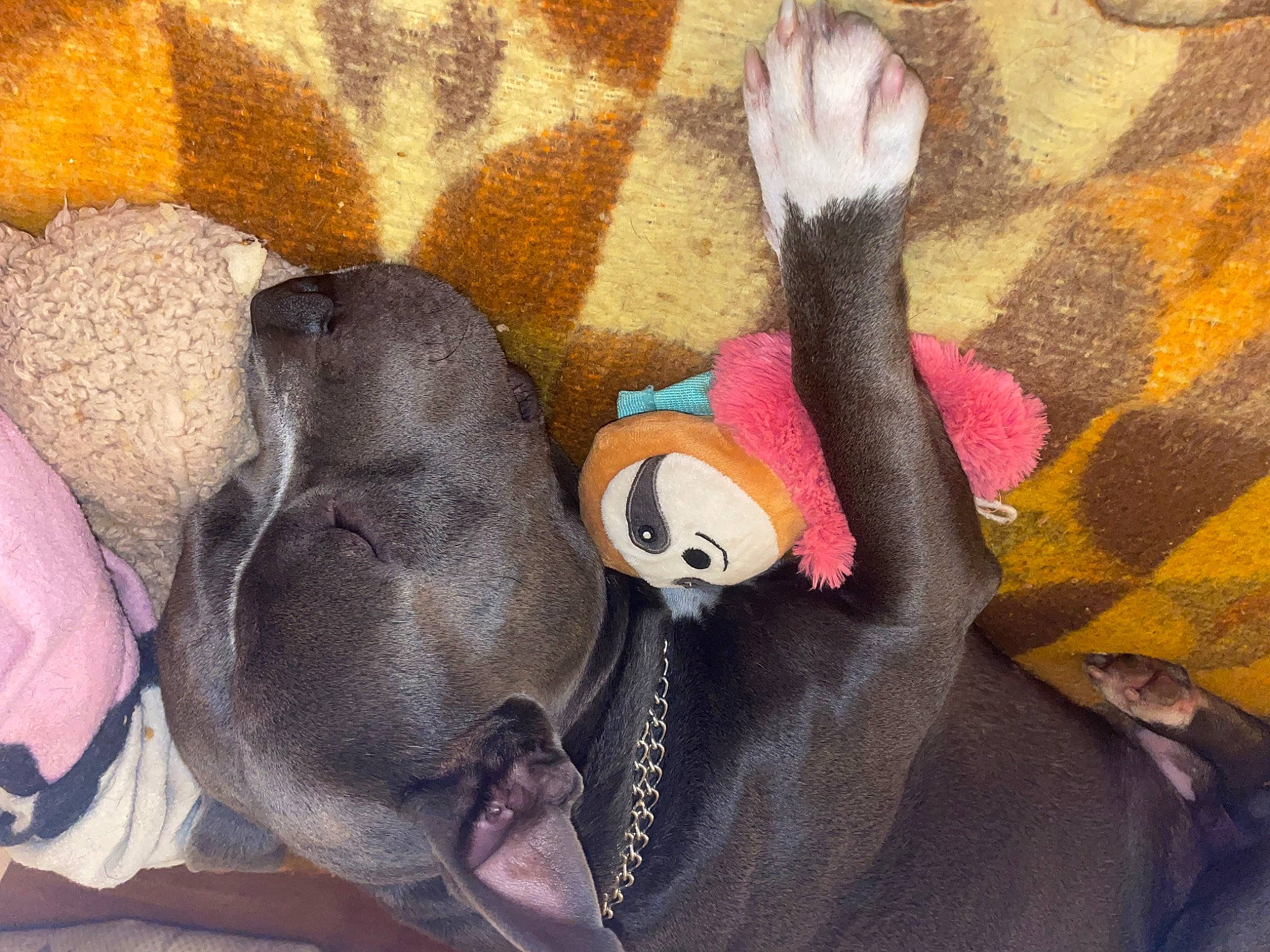 Rio a rejoint le concours — aidez-le/la à gagner de superbes lots ! art, comfort, companion_dog, dog, dog_breed, fawn, fur, gesture, linens, mammal, plush, stuffed_toy, tail, teddy_bear, textile, toy, vertebrate, visual_arts, working_animal