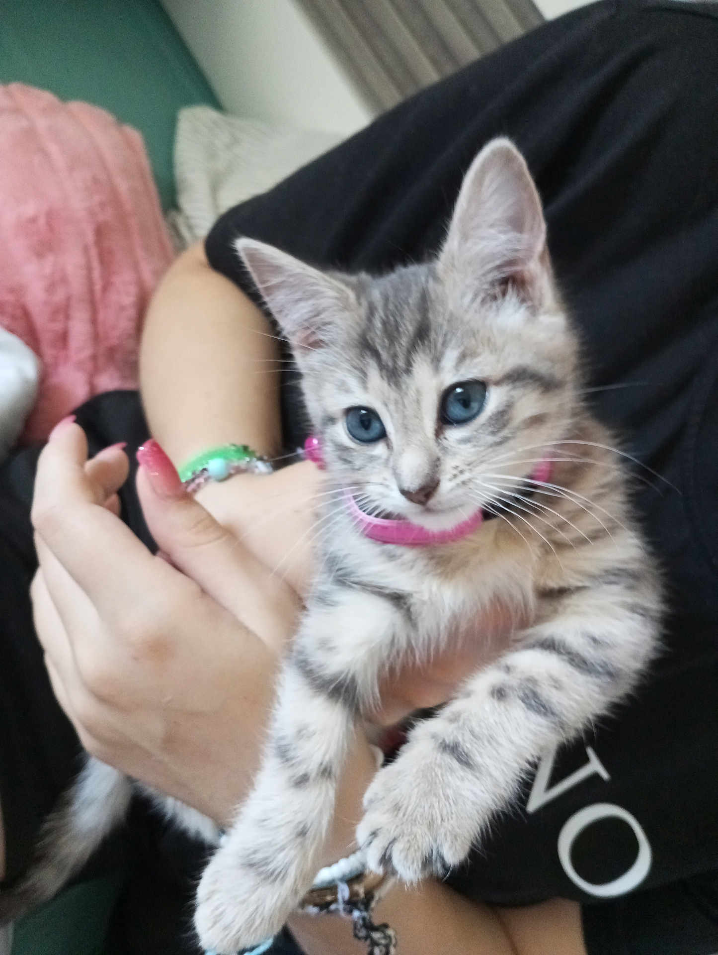 Kitty a rejoint le concours — aidez-le/la à gagner de superbes lots ! kitten, cat, blue_eyes, tabby, pink_collar, person, hand, bracelet, black_shirt, indoor, close_up, pet, cute, furry, animal, young, holding, soft_focus, domestic, curious