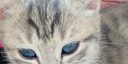 Kitty a rejoint le concours — aidez-le/la à gagner de superbes lots ! kitten, cat, blue_eyes, close_up, person, face, fur, whiskers, indoor, pet, animal, cute, young, tabby, striped, soft, nose, ears, portrait, blurred_background