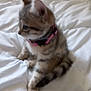 Kitty a rejoint le concours — aidez-le/la à gagner de superbes lots ! kitten, cat, pet, animal, feline, collar, fur, whiskers, ears, paws, stripes, bed, blanket, white, cute, young, domestic, sleepy, soft, indoor