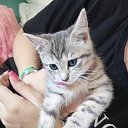Kitty a rejoint le concours — aidez-le/la à gagner de superbes lots ! kitten, cat, feline, pet, animal, tabby, grey, blue_eyes, person, hand, bracelet, nail_polish, black_shirt, indoor, curious, cute, fur, holding, closeup, soft_lighting