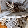 Kitty a rejoint le concours — aidez-le/la à gagner de superbes lots ! kitten, cat, tabby, gray, pet, animal, feline, resting, bed, soft, fluffy, cozy, indoor, fur, cute, young, small, eyes, whiskers, wooden_floor