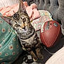 Brave is registered to the contest to win money with this photo: kitten, tabby_cat, cat, pet, indoor, couch, football, backpack, patterned_pillow, blanket, curious, animal, feline, closeup, young_cat, domestic_cat, soft_light, cozy, sitting, looking_at_camera