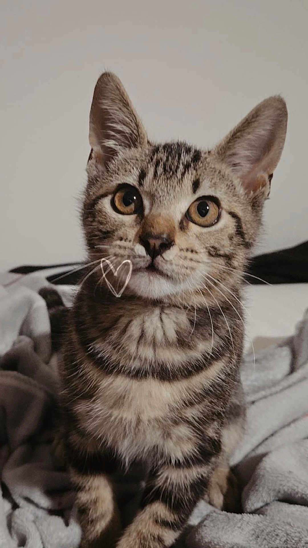 Brave joined the competition — help win amazing prizes! kitten, cat, tabby, pet, animal, feline, whiskers, cute, eyes, fur, striped, domestic_cat, young, indoor, blanket, cozy, portrait, closeup, sitting, curious