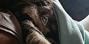 Brave is registered to the contest to win money with this photo: cat, tabby, sleeping, kitten, feline, pet, close_up, paw, fur, relaxed, indoor, blanket, couch, comfort, rest, cute, animal, whiskers, ears, nap