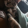 cat, tabby, sleeping, kitten, feline, pet, close_up, paw, fur, relaxed, indoor, blanket, couch, comfort, rest, cute, animal, whiskers, ears, nap