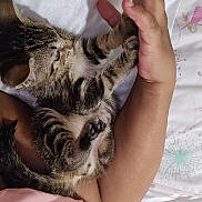 Brave joined the competition — help win amazing prizes! kitten, cat, tabby, paw, hand, bed, blanket, sheet, sleeping_area, resting, cute, playful, feline, human, interaction, animal, domestic, pet, close_up, cozy