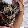 kitten, cat, tabby, paw, hand, bed, blanket, sheet, sleeping_area, resting, cute, playful, feline, human, interaction, animal, domestic, pet, close_up, cozy