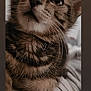 Brave is registered to the contest to win money with this photo: kitten, cat, tabby, close_up, fur, whiskers, animal, pet, cute, eyes, striped, fabric, resting, indoor, young, mammal, portrait, feline, soft, curious