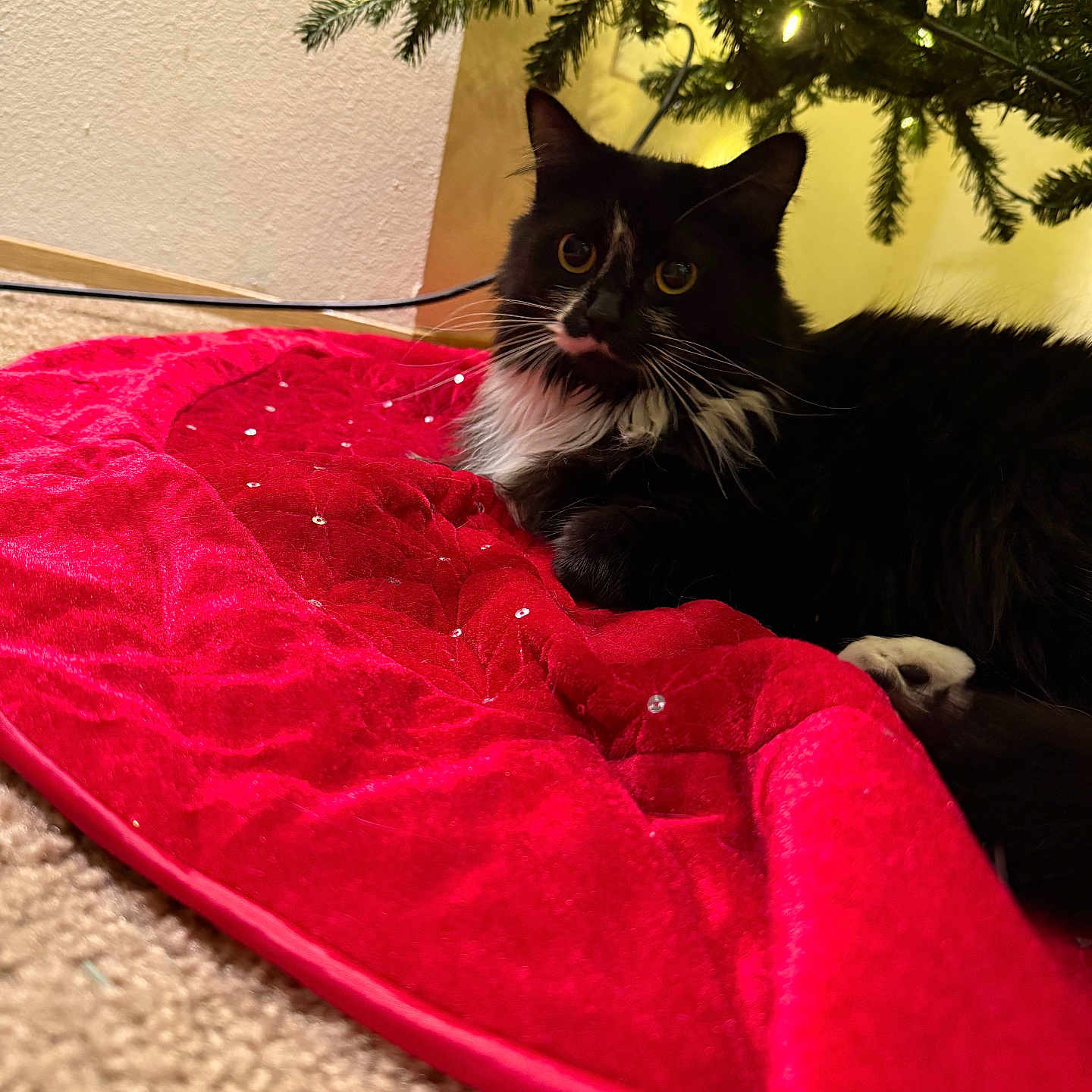 Coco is registered to the contest to win money with this photo: animal, black_and_white, carpet, cat, christmas_tree, close_up, cozy, curious, decorations, feline, festive, fur, holiday, home, indoor, pet, relaxed, soft_texture, tree_skirt, whiskers