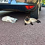 Baloo Blanche-Neige participe au concours pour gagner de l'argent avec cette photo : cat, animal, pets, outdoor, asphalt, car, vehicle, tire, parking, relaxed, lying, sitting, blue_eyes, feline, daylight, urban, road, two_cats, fur, nature