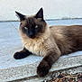 Baloo Blanche-Neige a rejoint le concours — aidez-le/la à gagner de superbes lots ! cat, siamese_cat, animal, pet, feline, outdoor, concrete, step, fur, paw, relaxed, laying_down, closeup, whiskers, ears, eyes, muzzle, texture, nature, daylight