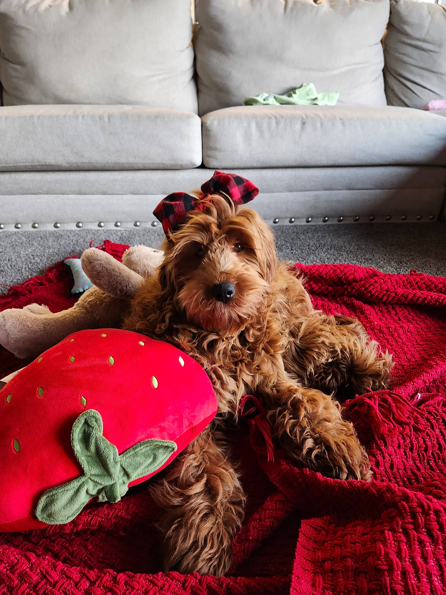 Taina joined the competition — help win amazing prizes! carmine, carnivore, comfort, companion_dog, couch, dog, dog_breed, dog_supply, fawn, fur, furniture, linens, liver, pillow, snout, terrier, throw_pillow, toy_dog, welsh_terrier, working_animal